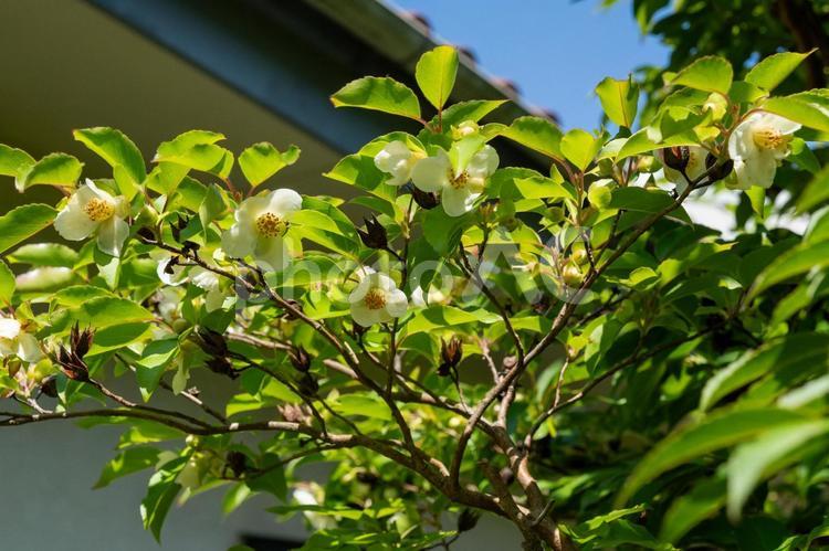 初夏の日差しを浴びるヒメシャラの花 ヒメシャラ,自然,夏の花の写真素材