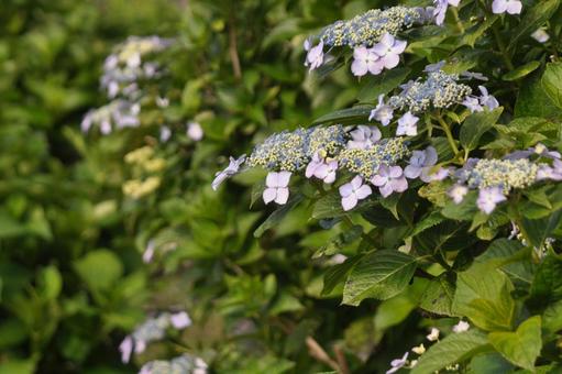 紫陽花の写真