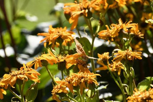 オレンジ色の花 オレンジ色の花の写真