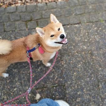 お散歩楽しいね♪ お散歩楽しいね♪の写真