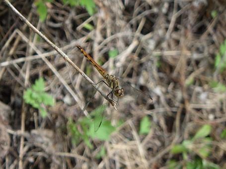 トンボの写真