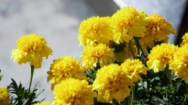 黄色いマリーゴールドの花 マリーゴールド,花,黄色の写真素材