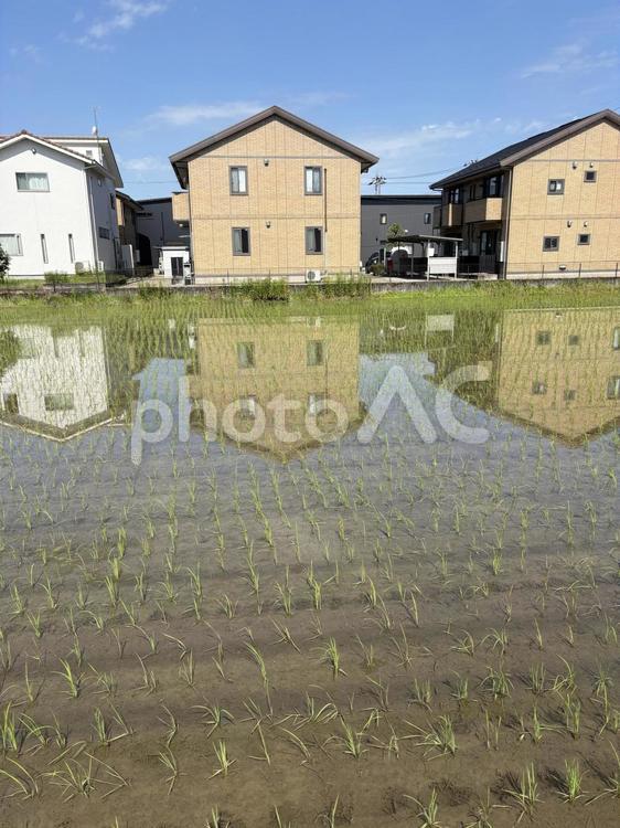 田んぼと家 田んぼ,田植え,稲の写真素材