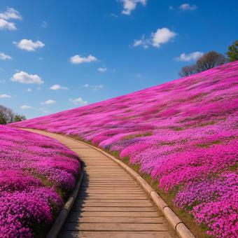 芝桜の丘と青空の写真
