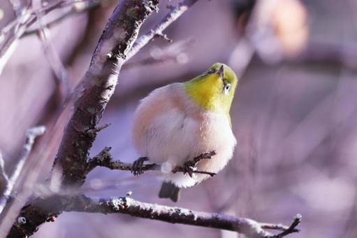 枝の上で羽を膨らませた可愛いメジロ 枝の上で羽を膨らませた可愛いメジロの写真