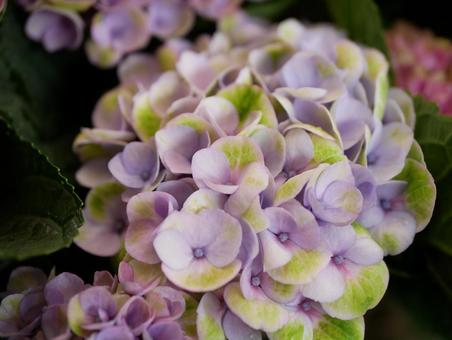 紫陽花の写真