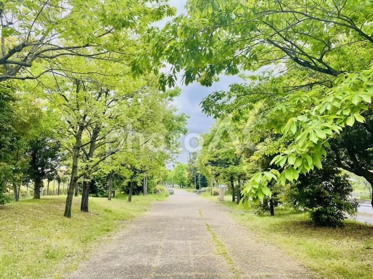 森林浴 緑,木,自然の写真素材