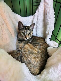 ハンモックでくつろぐ猫 猫,ニャンモック,ハンモックの写真素材