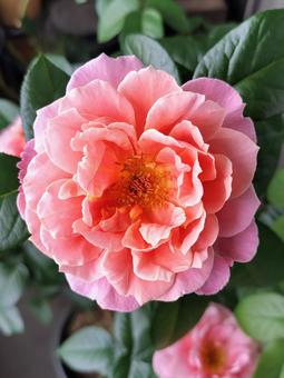 Photo, rose, pink vintage, drew, 
