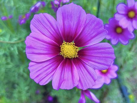 コスモス コスモス コスモス,自然,花の写真素材