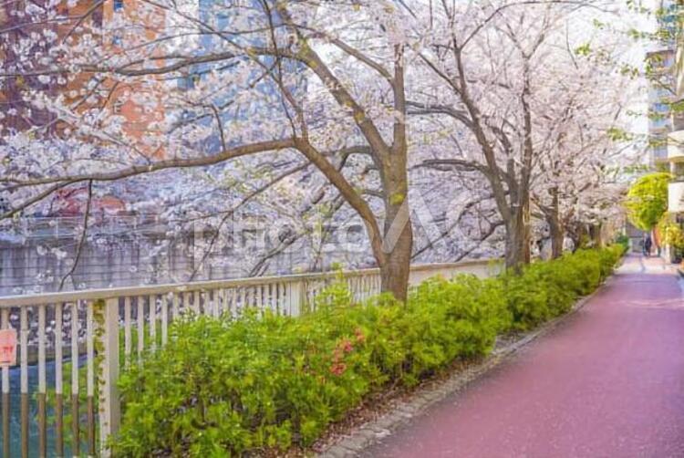 桜が咲き乱れる川沿いの散歩道 桜,木,道の写真素材