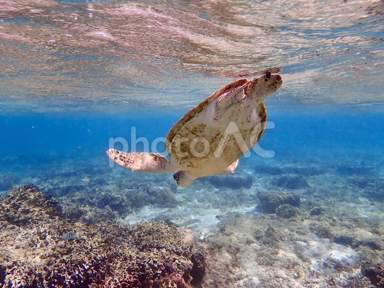 ウミガメの逆立ち 海,カメ,ウミガメの写真素材