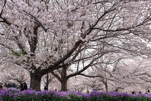 Cherry blossoms in full bloom at Sakuranoyama Park in Narita City, JPG Cherry blossoms in full bloom at Sakuranoyama Park in Narita City, JPG