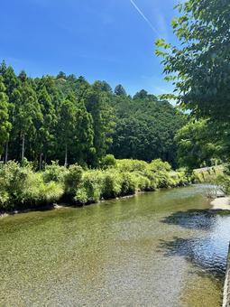 熊野古道 大辺路付近 熊野古道 大辺路付近 那智勝浦町湯川,熊野古道付近,木々の写真素材