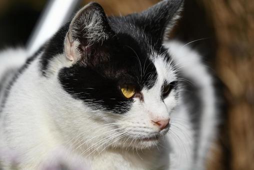 浄瑠璃寺のニャンズ　秋編 猫,動物,屋外の写真素材
