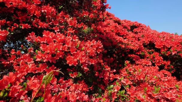 Photo, spring, azalea, it's beautiful, 