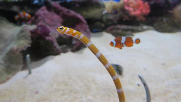 チンアナゴとクマノミ チンアナゴとクマノミ カクレクマノミ,クマノミ,魚の写真素材