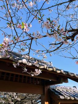 桜と青空と屋根 青空,桜,鮮やかの写真素材