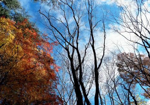 晩秋の紅葉と枯木立 紅葉,秋,もみじの写真素材