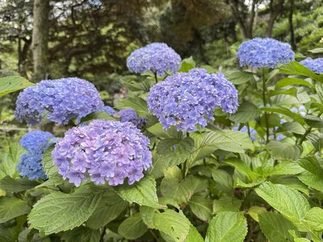 Hydrangea, JPG Hydrangea, JPG