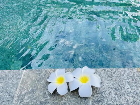 水辺のプルメリア 水辺のプルメリアの写真