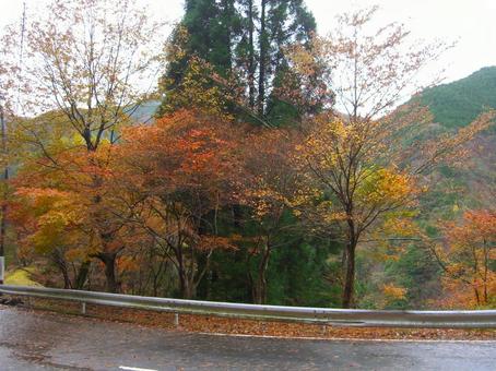 紅葉 紅葉の写真