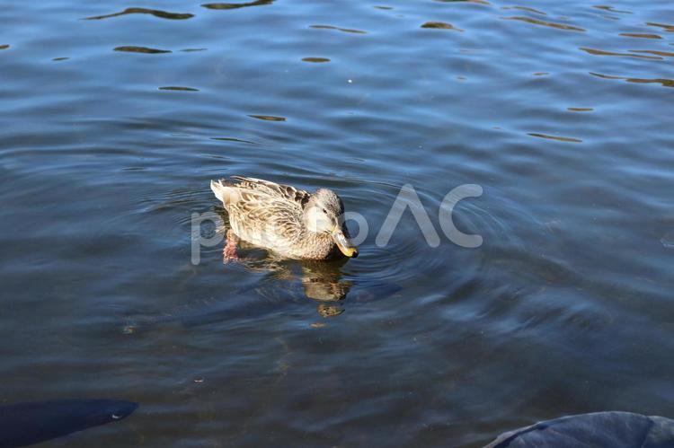 世界遺産・忍野八海の鴨 鴨,動物,鳥の写真素材