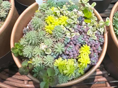 カップ多肉植物 多肉植物,サボテン,セダムの写真素材
