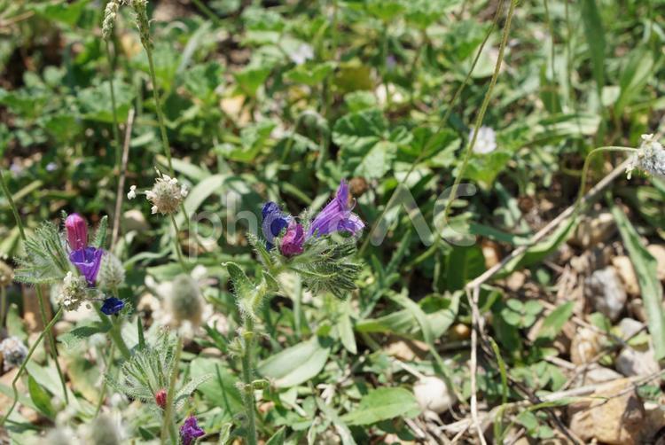 夏の暑い日に咲く小さな薄紫の花 夏,花,植物の写真素材