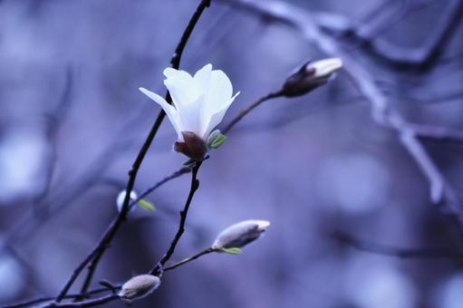春の訪れを告げるハクモクレンの白い花 花,ハクモクレン,植物の写真素材