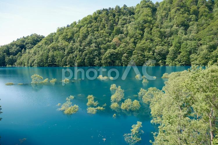 鎧畑ダム　秋扇湖の水没林の風景 水没林,秋扇湖,鎧畑ダムの写真素材