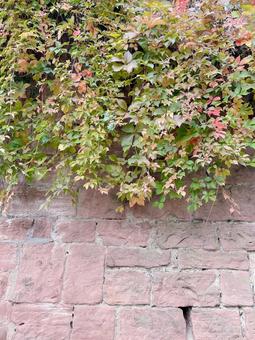Ivy on a brick wall③ Red, JPG Ivy on a brick wall③ Red, JPG
