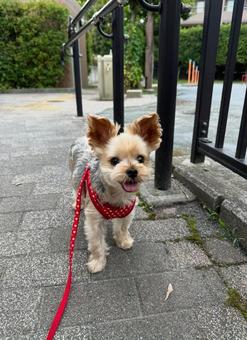 ヨークシャテリア ヨークシャテリア 犬,かわいい,ヨークシャテリアの写真素材