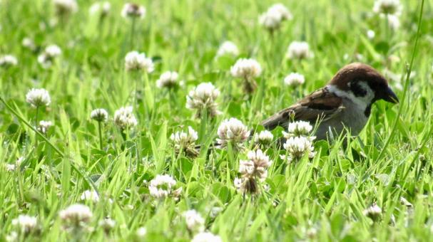 Sparrow in a flower field, JPG Sparrow in a flower field, JPG