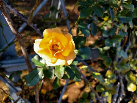 黄色の薔薇の花 黄色の薔薇の花の写真
