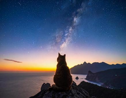 天の川と猫 天の川と猫の写真