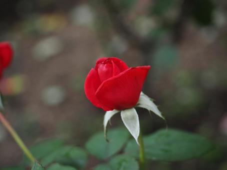 バラ園に咲く赤い薔薇の写真です バラ園に咲く赤い薔薇の写真ですの写真