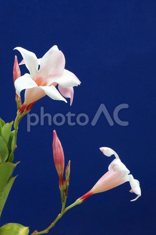サンパラレルの花 植物,花,花びらの写真素材