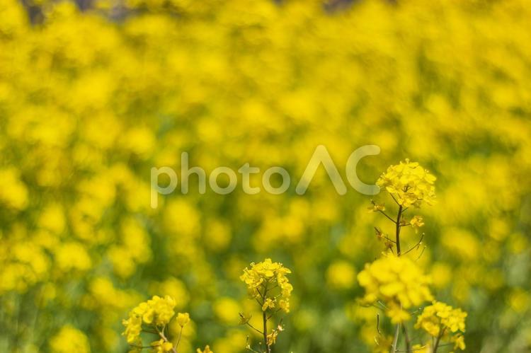 菜の花畑の中の菜の花４ 菜の花,大潟村,春の写真素材