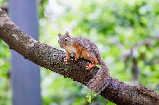 ニホンリス 井の頭動物園 ニホンリス 井の頭動物園 ニホンリス,リス,動物の写真素材
