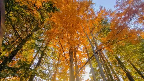 木漏れ日 冬,影,歩道の写真素材