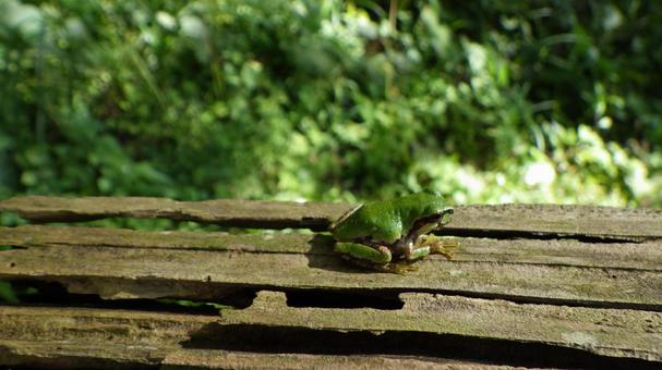 カエル カエル 森林,カエル,かえるの写真素材