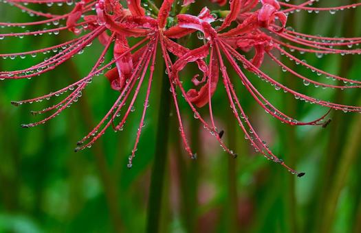 彼岸花と雨の水滴 水滴,雫,彼岸花の写真素材