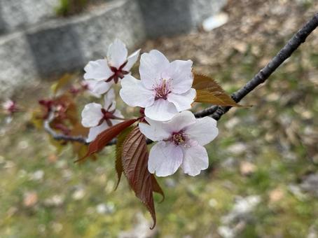 美しいエゾヤマザクラ 桜,花,春の写真素材