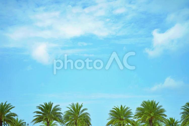椰子の木たくさんと青空の背景 ヤシ,ヤシの木,椰子の写真素材