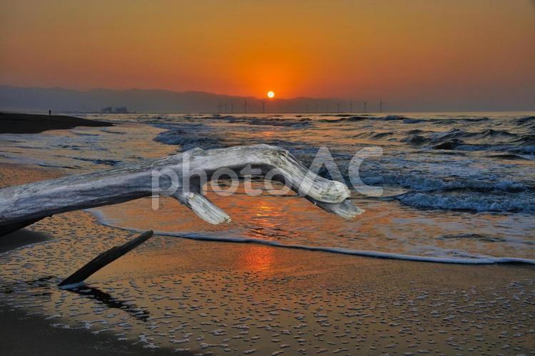 夕暮れの流木 流木,夕暮れの海,夕暮れの写真素材