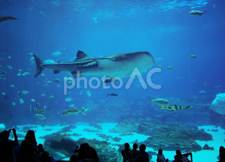 水族館のジンベイザメ ジンベイザメ,ジンベエザメ,ジンベイ鮫の写真素材