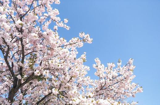 青空とピンク色の可愛い桜の花 青空とピンク色の可愛い桜の花の写真
