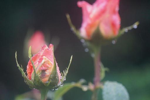 薔薇 薔薇の写真
