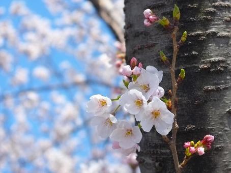 さくらの花咲く さくらの花咲くの写真